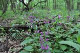 Lamium maculatum