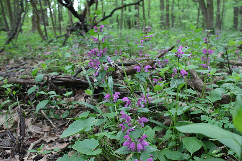 Image of Lamium maculatum specimen.