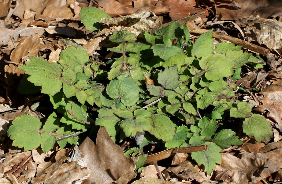 Image of Stylophorum lasiocarpum specimen.