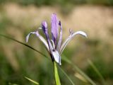 Iris songarica