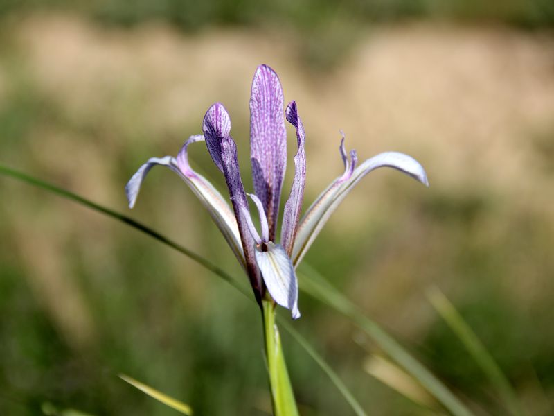 Изображение особи Iris songarica.