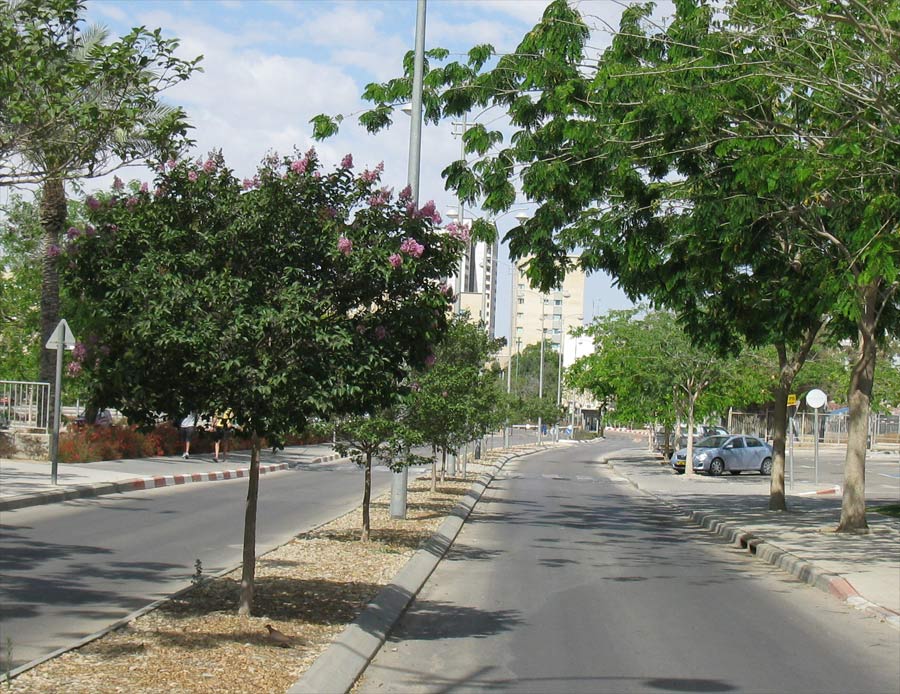 Изображение особи Lagerstroemia indica.