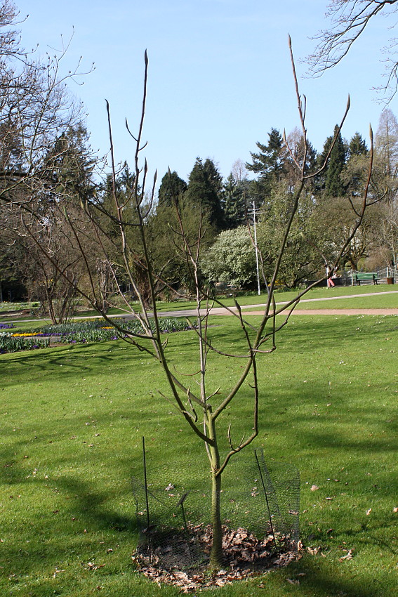 Image of Magnolia tripetala specimen.