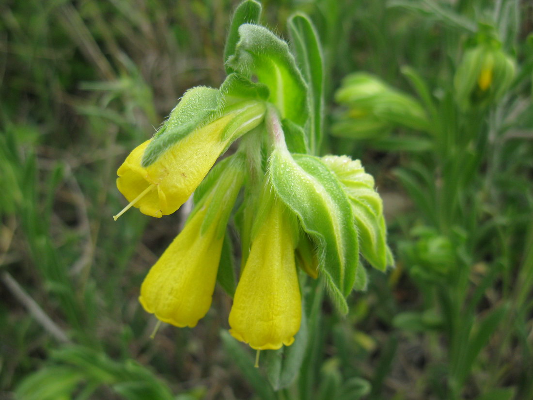 Изображение особи Onosma taurica.