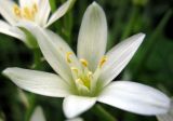 Ornithogalum umbellatum