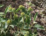 Phlomis fruticosa. Побеги с расцветающими соцветиями. Германия, г. Krefeld, Ботанический сад. 02.06.2013.
