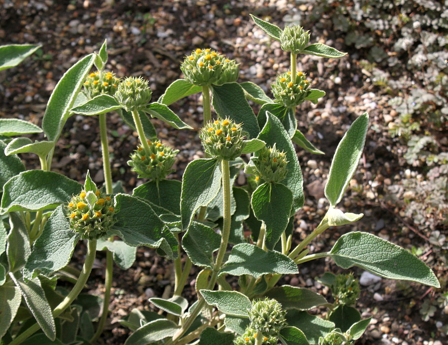 Изображение особи Phlomis fruticosa.