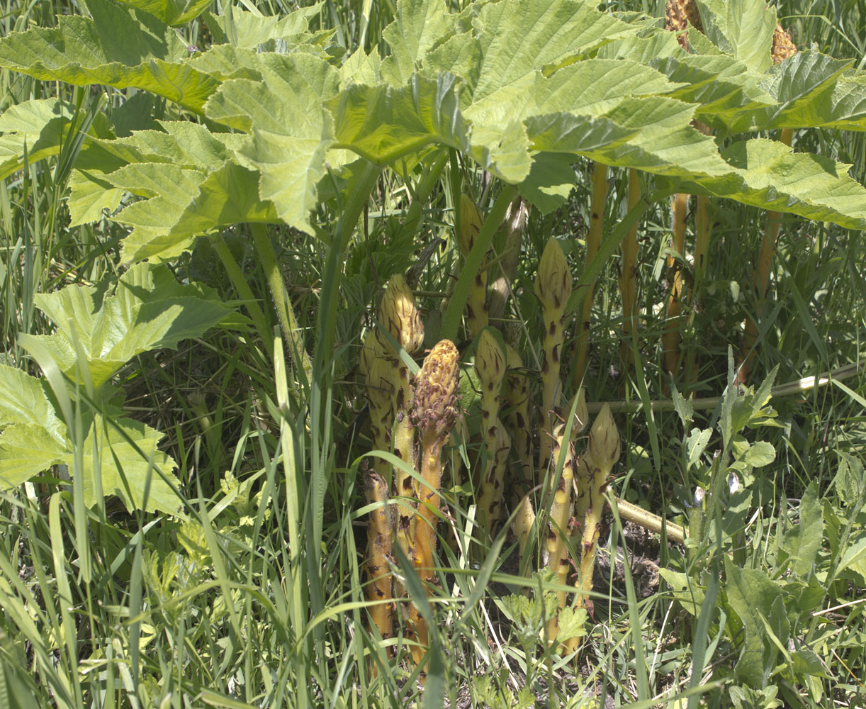 Image of Orobanche ingens specimen.