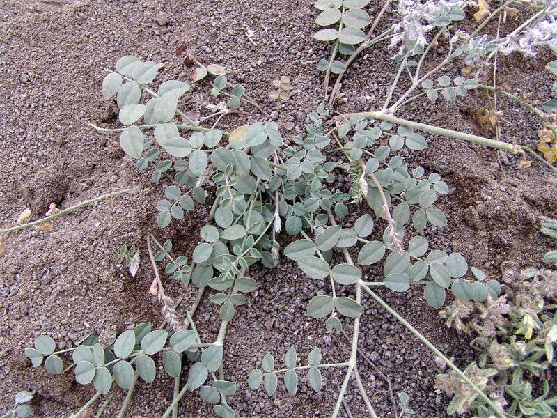 Image of Onobrychis hohenackeriana specimen.