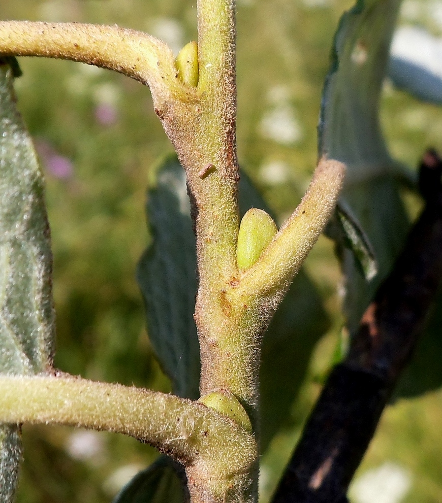 Изображение особи Salix caprea.