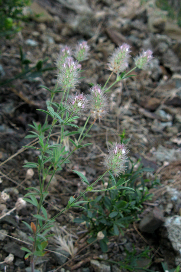 Изображение особи Trifolium arvense.