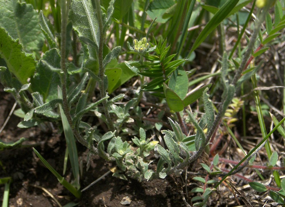 Изображение особи Alyssum trichostachyum.