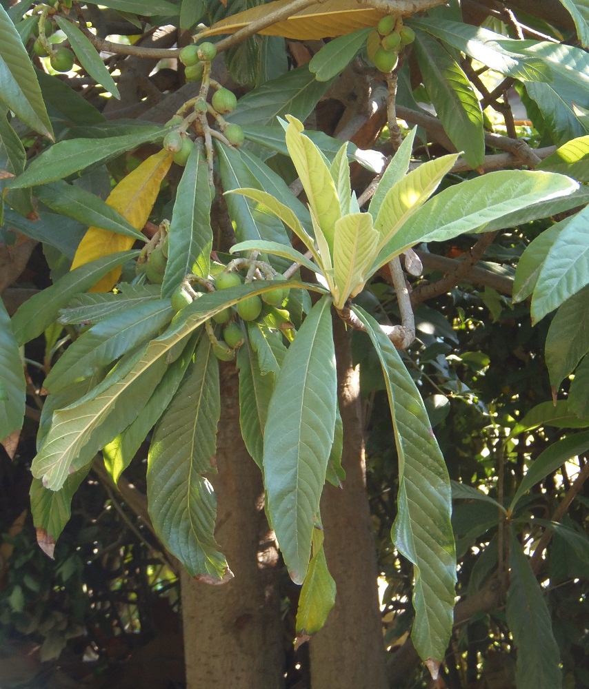 Image of Eriobotrya japonica specimen.