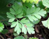 Geranium robertianum