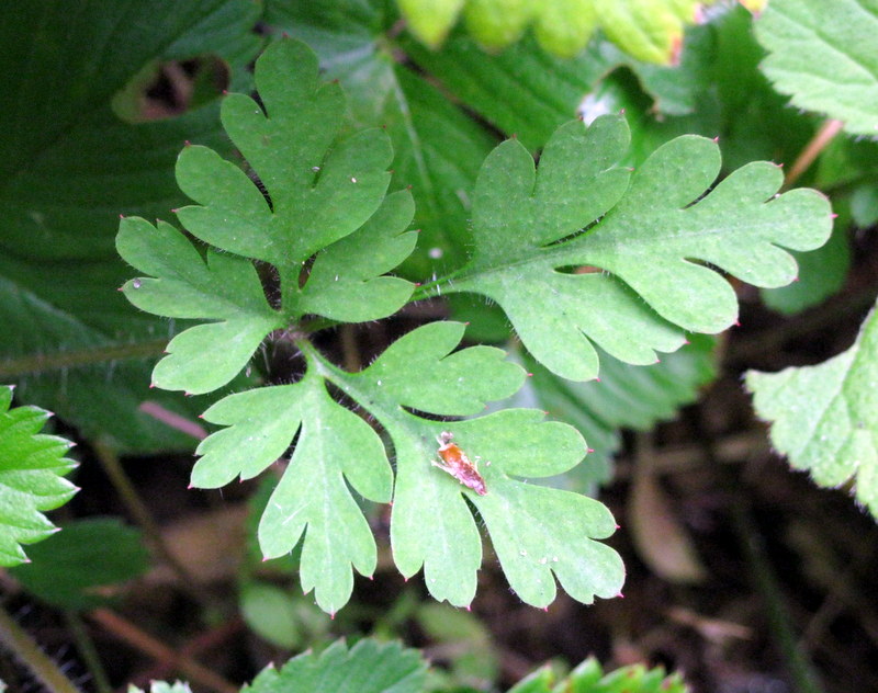 Image of Geranium robertianum specimen.