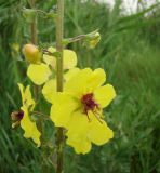 Verbascum blattaria