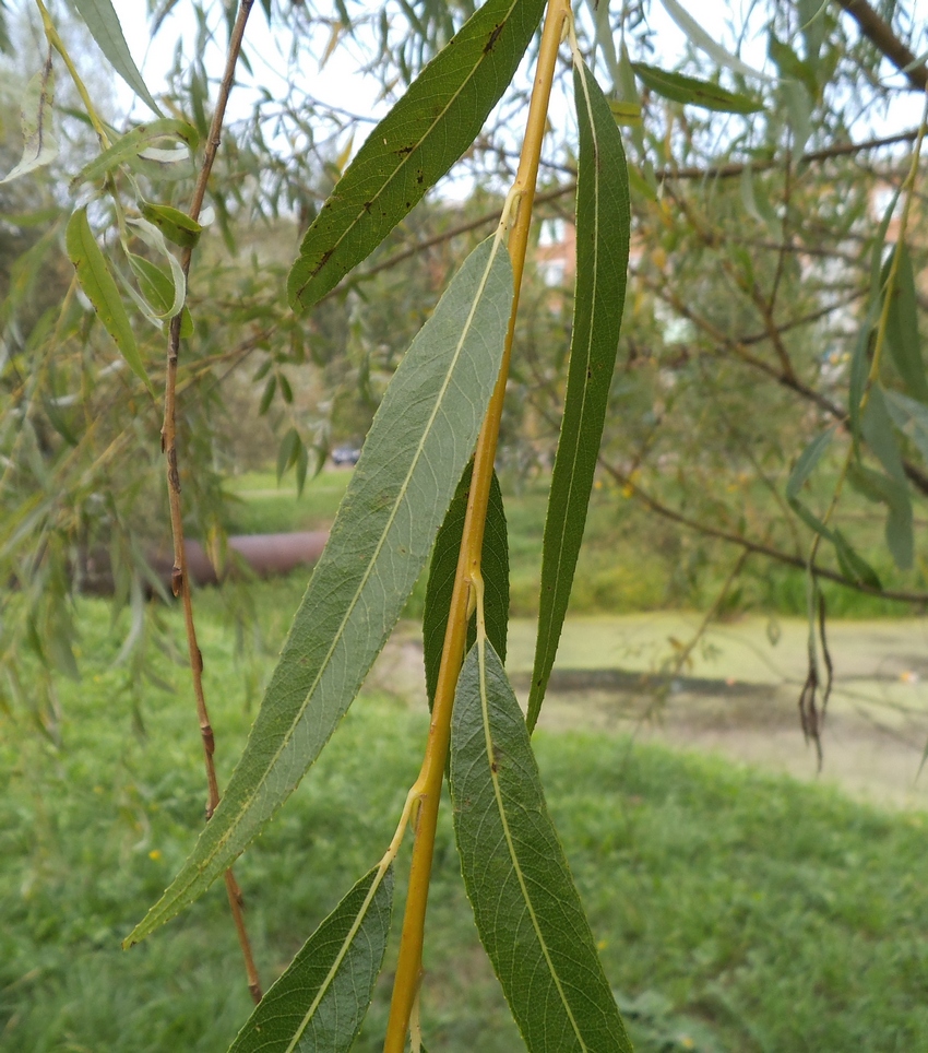 Изображение особи Salix alba.