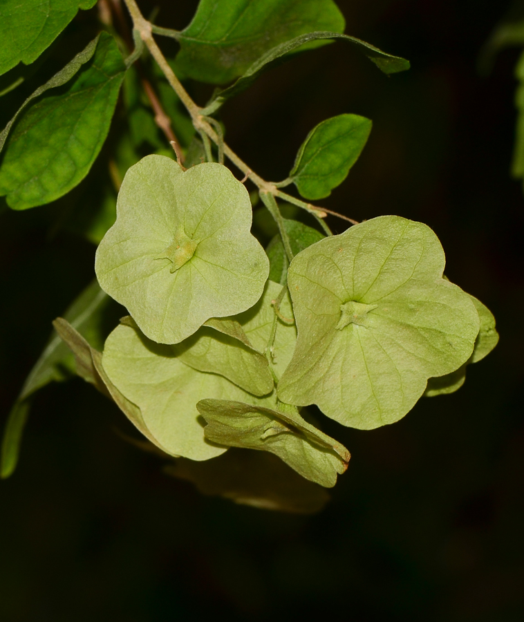 Image of Karomia speciosa specimen.