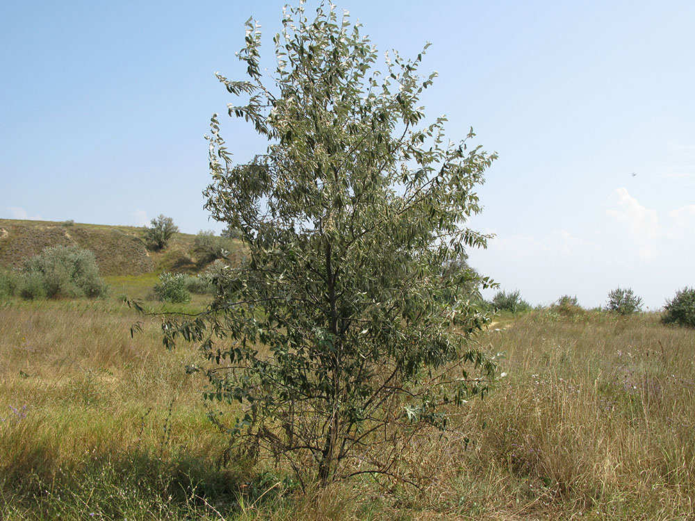 Изображение особи Elaeagnus angustifolia.