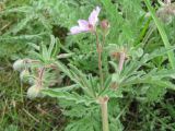 Geranium tuberosum