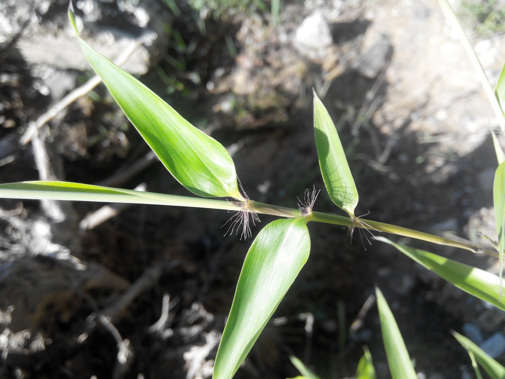 Image of genus Bambusa specimen.