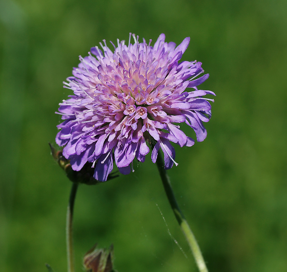 Изображение особи Knautia arvensis.