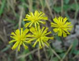 genus Pilosella. Соцветия. Абхазия, Гудаутский р-н, Мюссерская возвышенность, сухой луг. 14.06.2012.