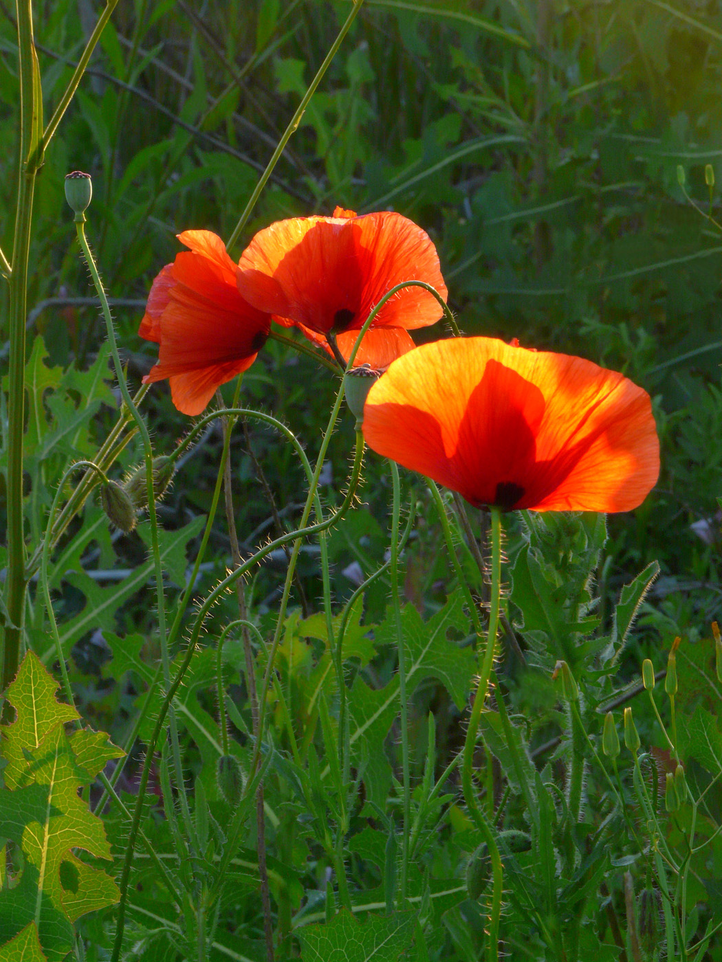 Изображение особи Papaver rhoeas.