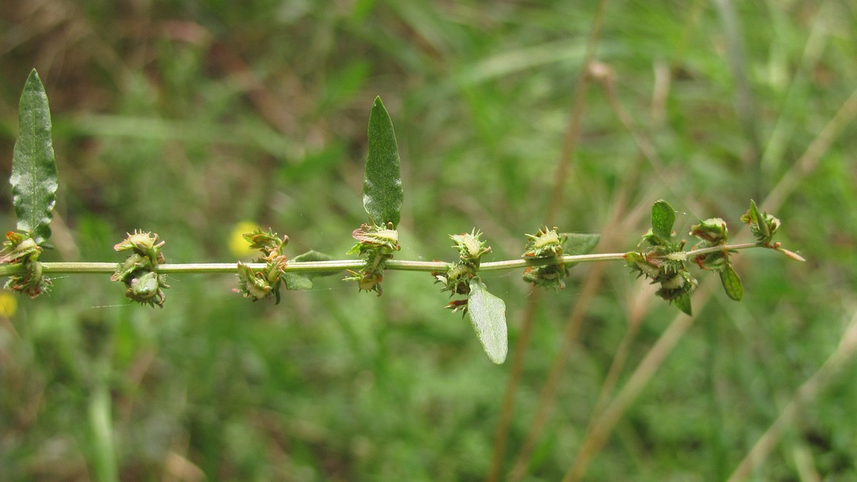 Image of Rumex pulcher specimen.