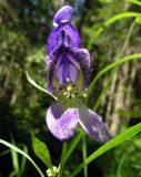 Aconitum karafutense
