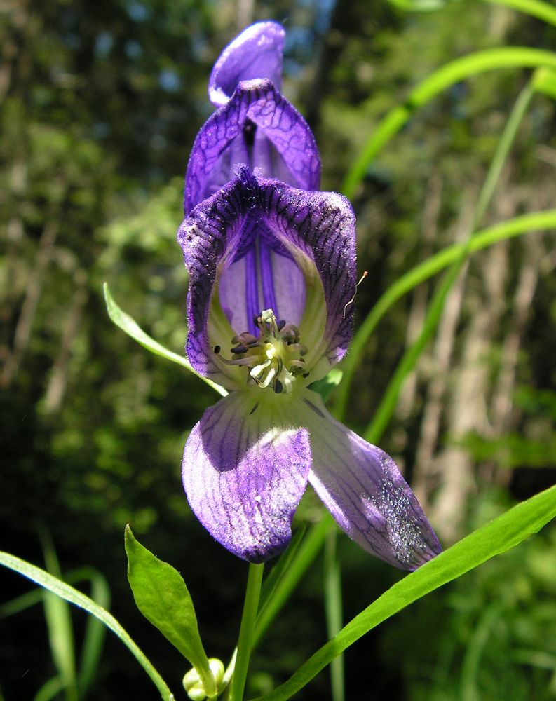 Изображение особи Aconitum karafutense.