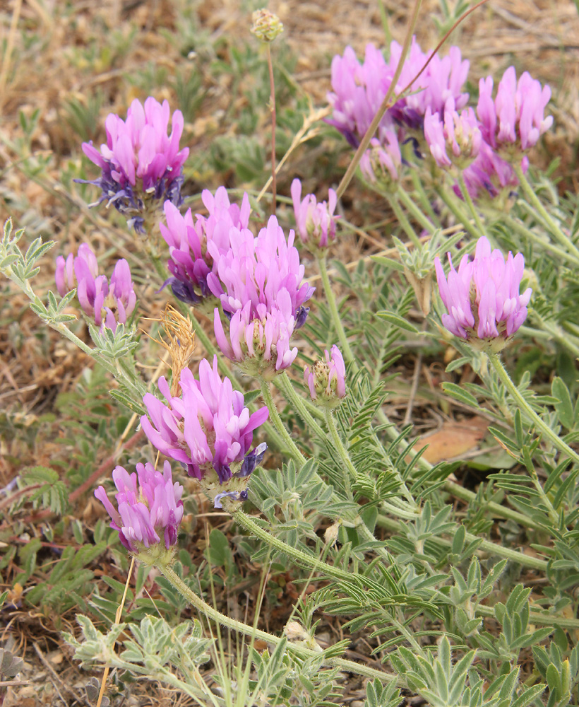 Image of genus Astragalus specimen.