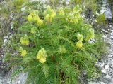 Astragalus maximus