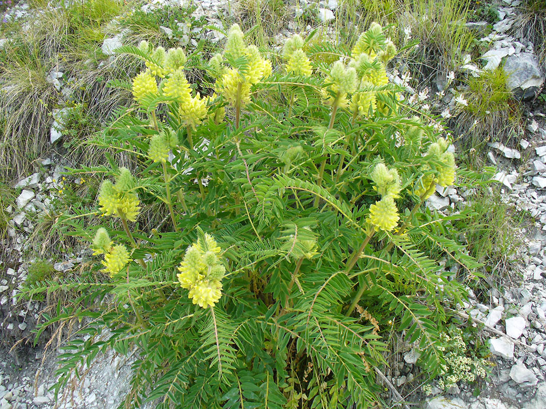 Image of Astragalus maximus specimen.
