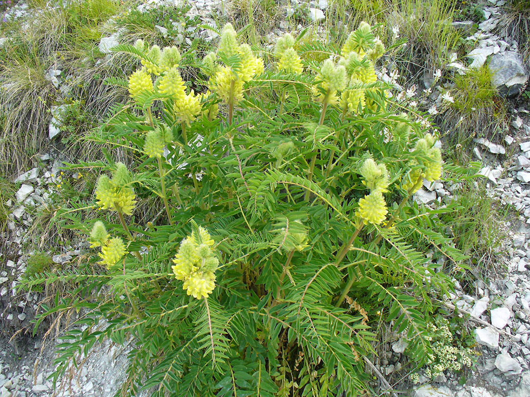 Изображение особи Astragalus maximus.