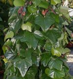 Aristolochia kaempferi