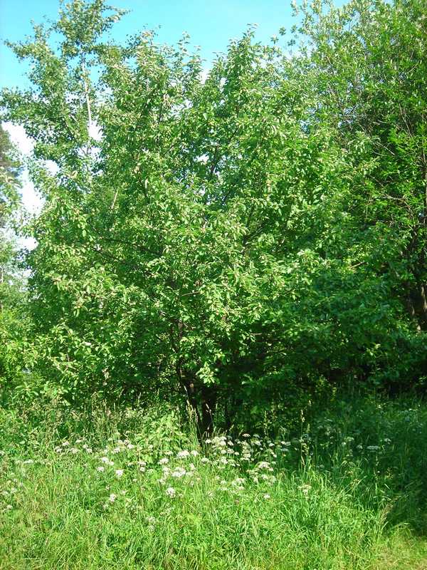 Изображение особи Malus domestica.