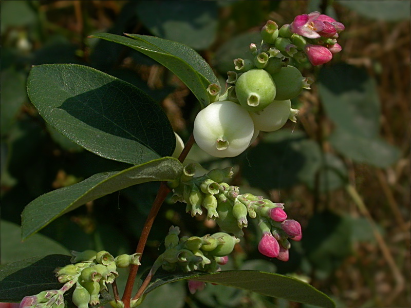 Image of Symphoricarpos albus var. laevigatus specimen.