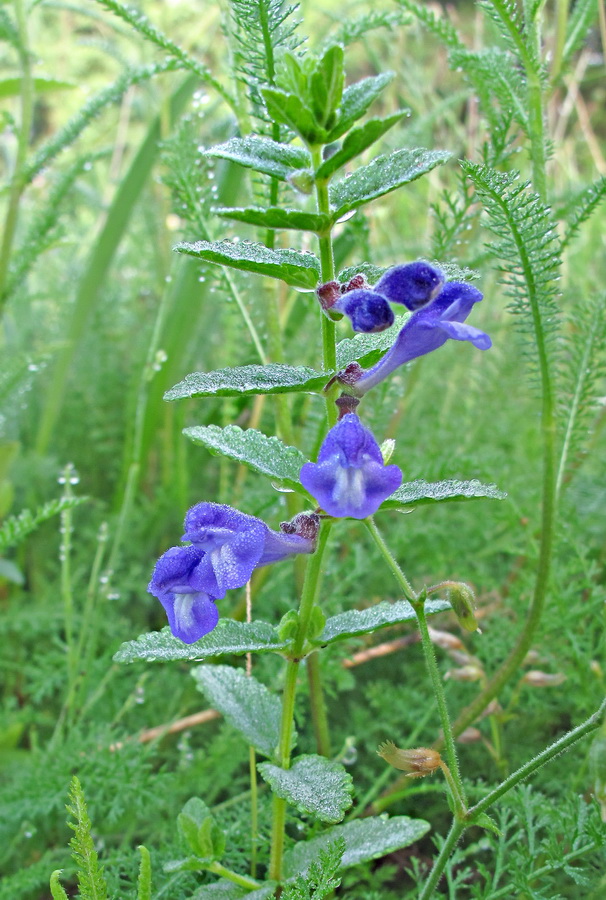 Image of genus Scutellaria specimen.