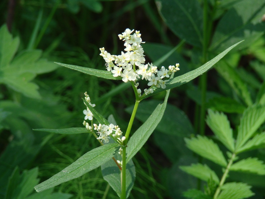 Изображение особи Aconogonon alpinum.