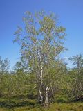 Betula