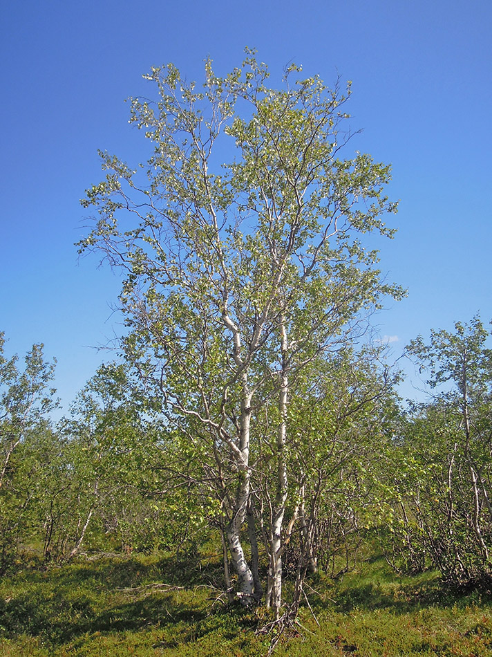 Изображение особи род Betula.