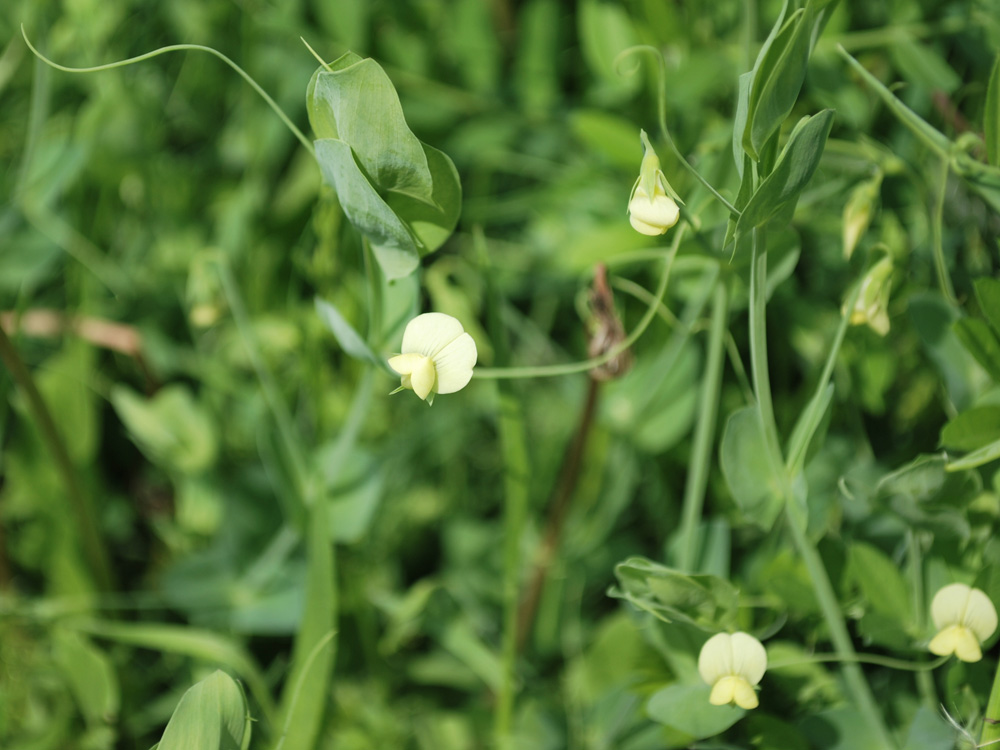 Изображение особи Lathyrus aphaca.