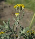 Achillea leptophylla. Верхушка цветущего растения. Ростовская обл., Красносулинский р-н, окр. хутора Лихой. 21.05.2013.