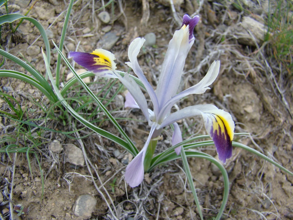 Image of Juno narbutii specimen.