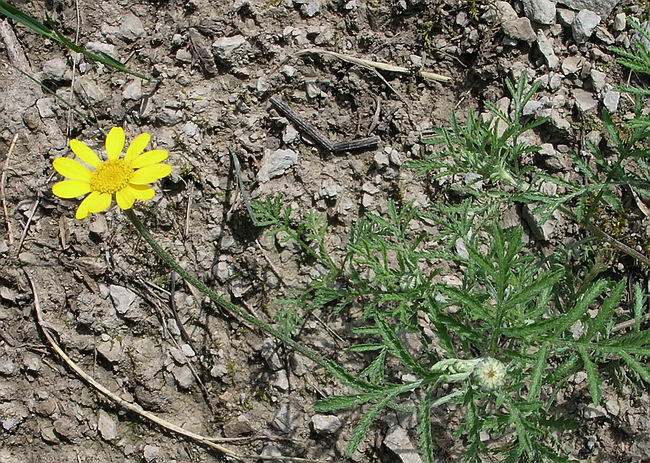 Image of Anthemis tinctoria specimen.