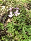 Cardamine quinquefolia