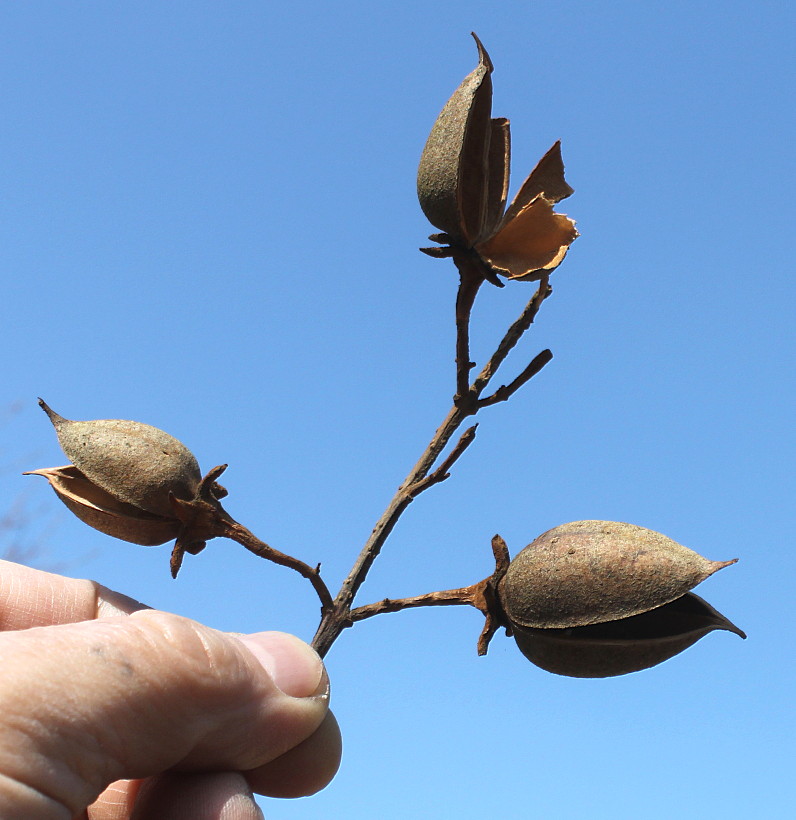 Image of Paulownia fargesii specimen.