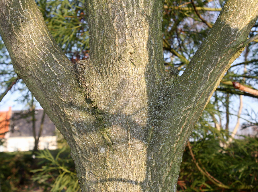 Изображение особи Aesculus turbinata.