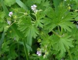 Geranium pusillum. Верхушка цветущего растения с завязавшимися плодами. Украина, г. Запорожье, возле Прибрежной магистрали. 03.05.2014.